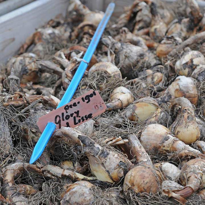 De Narcis, de ideale vaste plant!