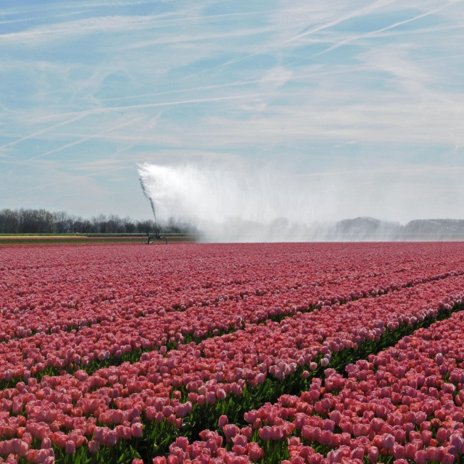 Watering tulip bulbs