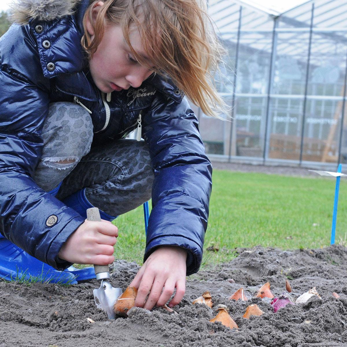 Wanneer kan je het beste Tulpenbollen planten.