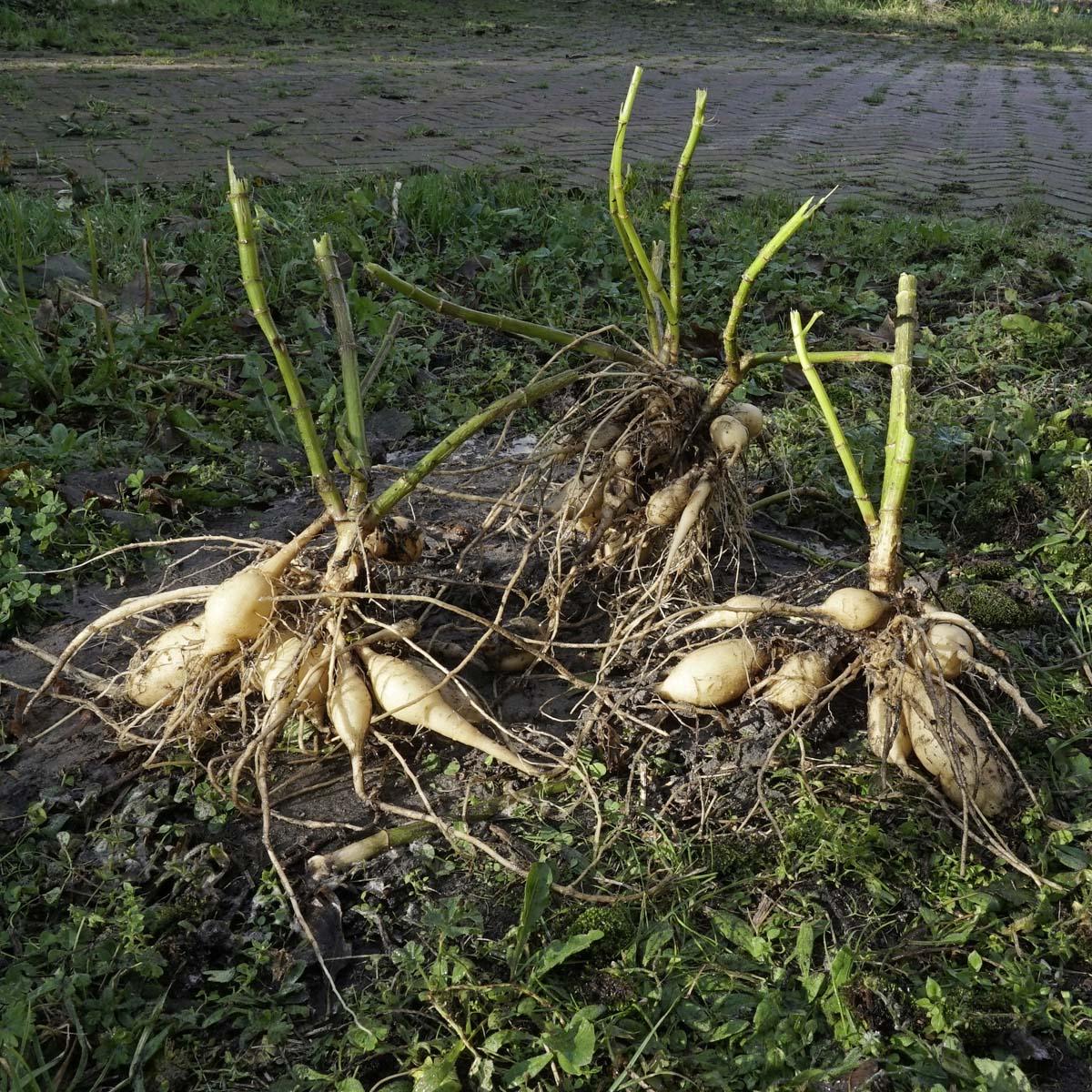 Copy of Dahlia overhouden