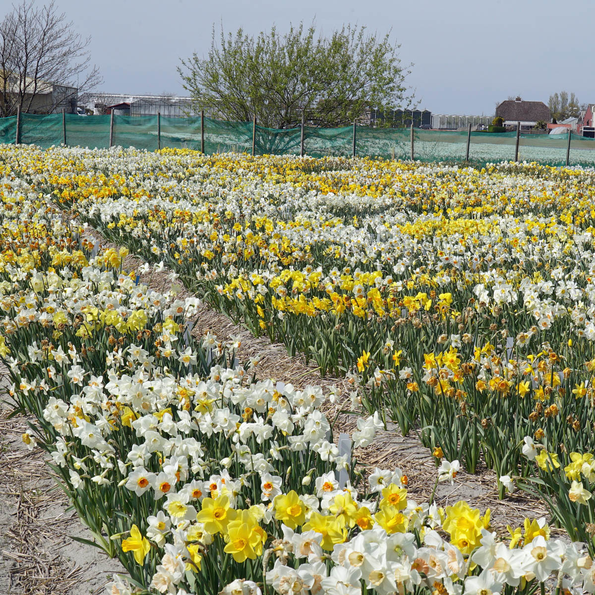 Invitation to The World Daffodil Tour 2024