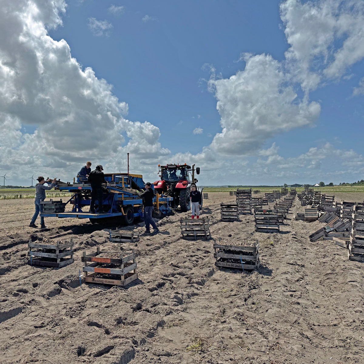 Fluwel Special Narcissus