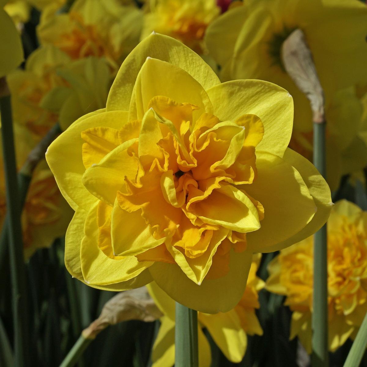 Mijn drie favoriete Bloembollen.