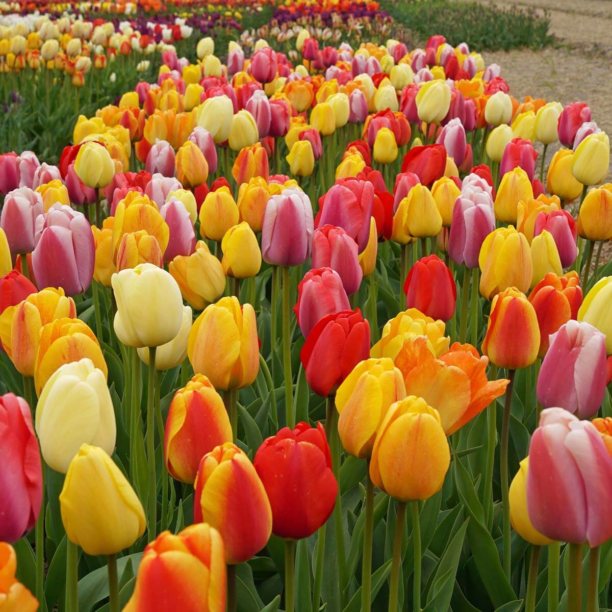 Onze bloembollen mengsels