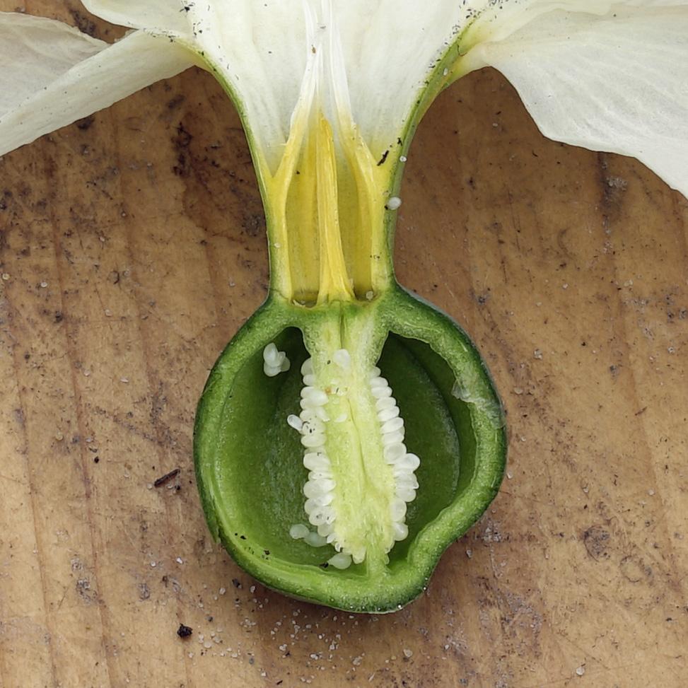 Wilt u ook Narcissen veredelen?