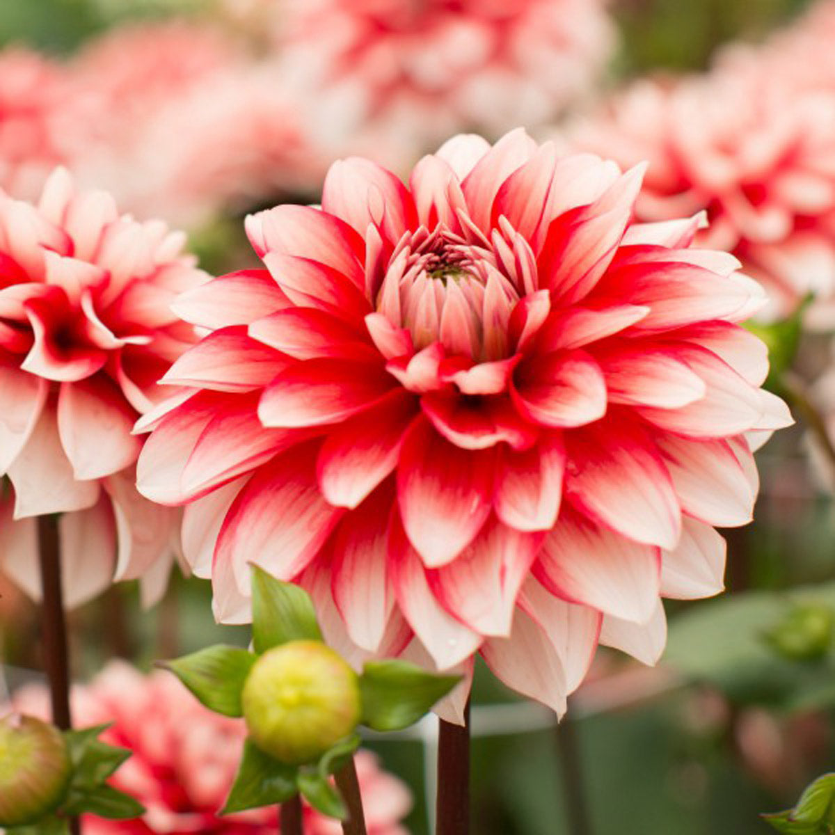 The Dahlia… the most vibrant vivid and vigorous plant in the garden