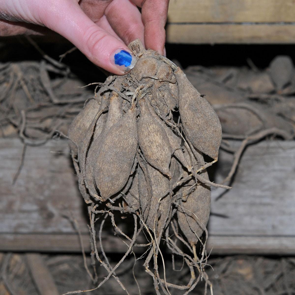 Storage of Dahlia tubers