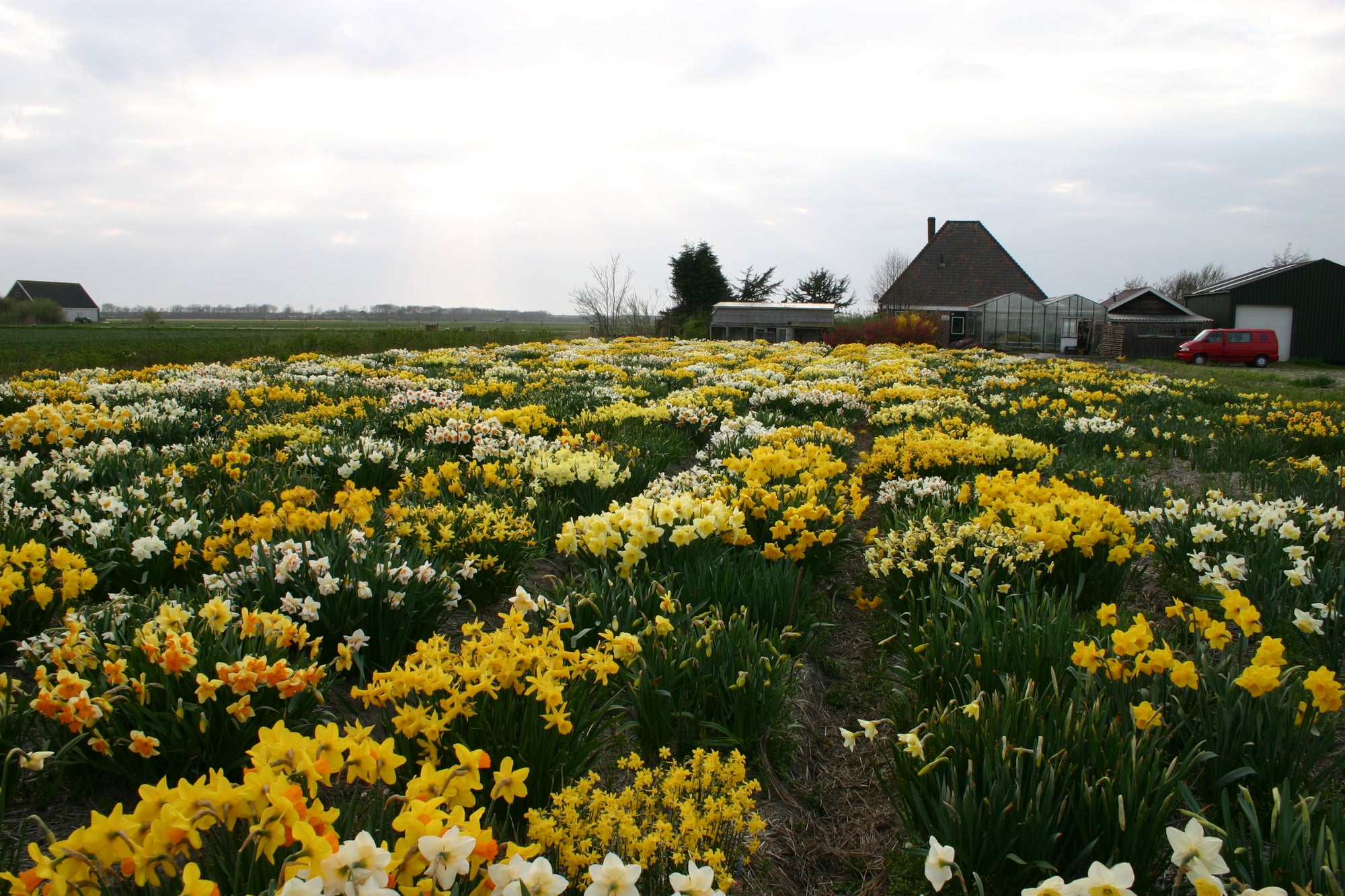 An Important Day For Daffodil Enthusiasts