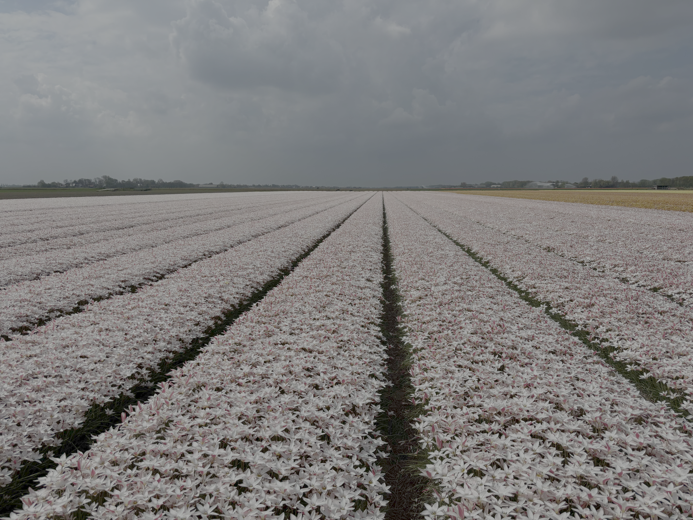 Eindeloze bloemenvelden