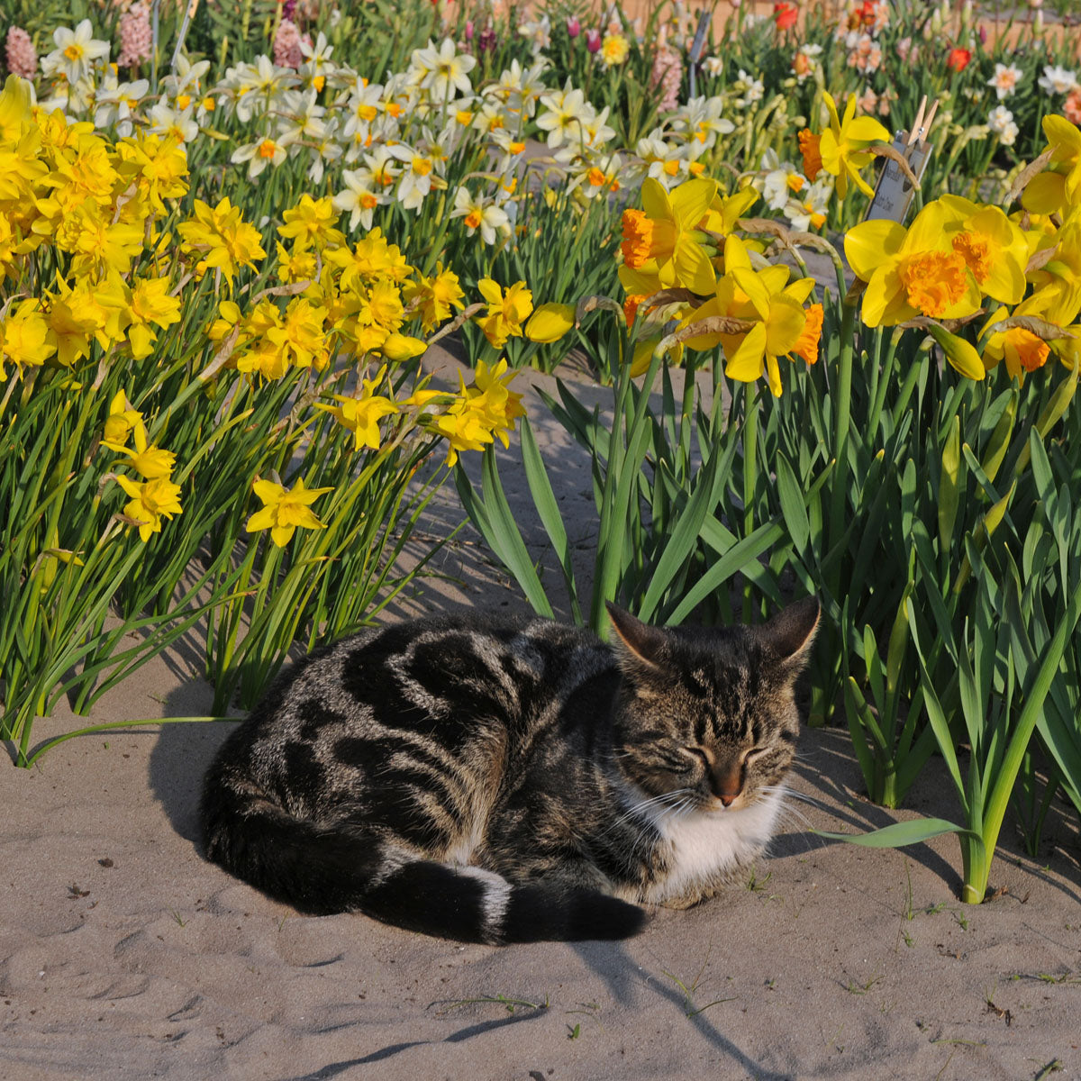 Ik ga u even een lesje leren