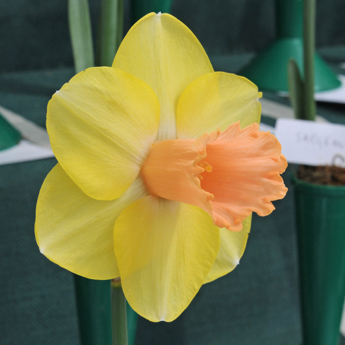 De droom komt niet helemaal uit