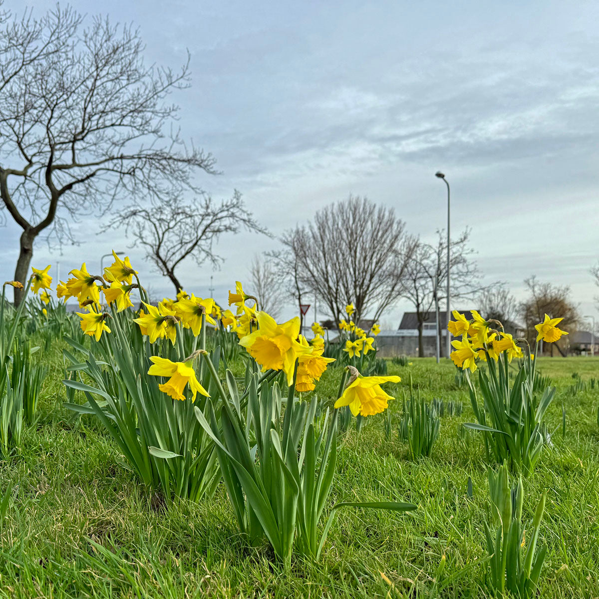 The Flower Bulb Trade