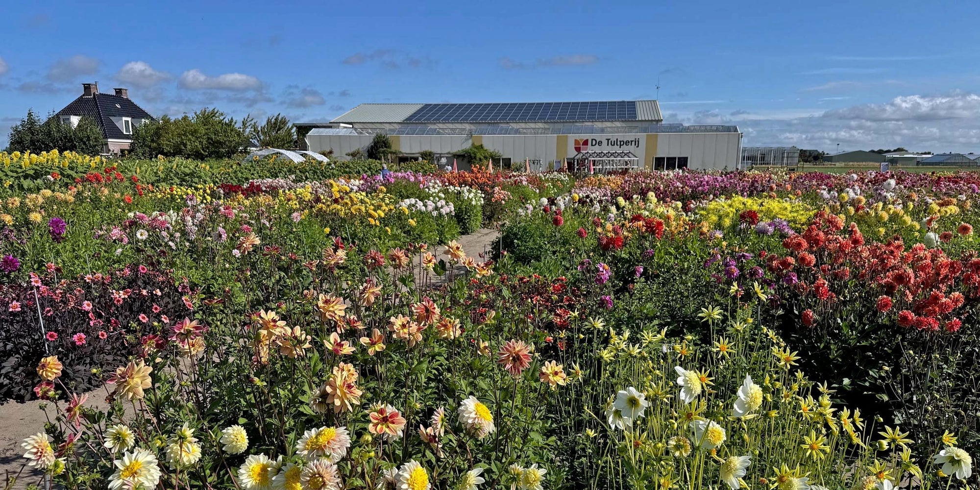 Dahlia’s, Dahlia’s en nog eens Dahlia’s