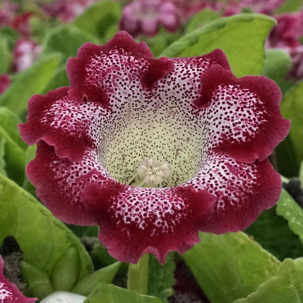 De Gloxinia