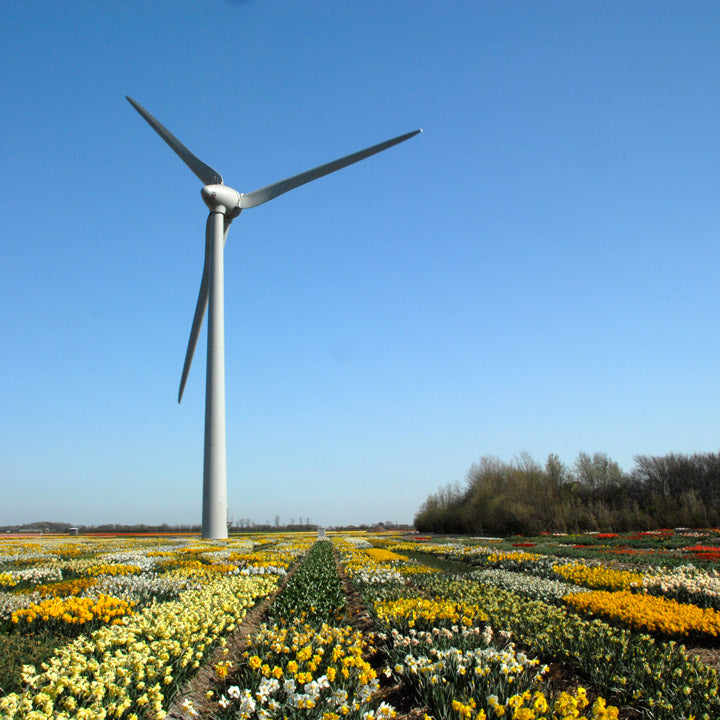 What is the environmental impact of the Dutch flowerbulb sector?