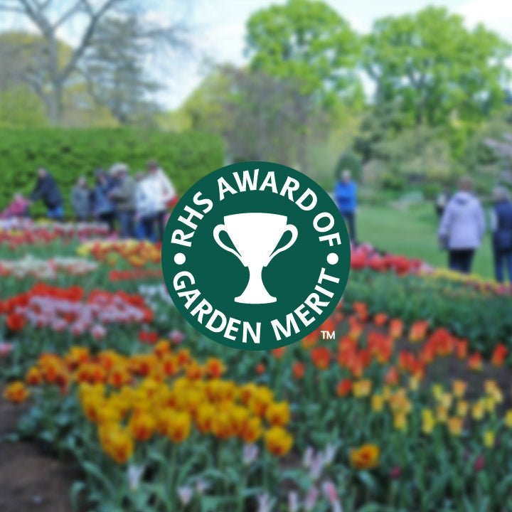 AGM-Award: Deze bloemen doen het buitengewoon goed! - fluwelnl
