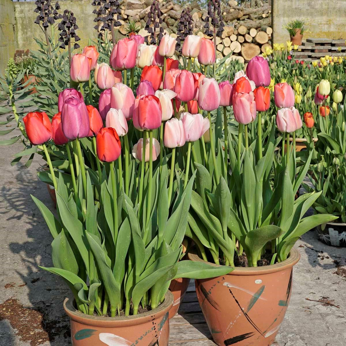 Hoe kunt u tulpenbollen overhouden voor volgend jaar?
