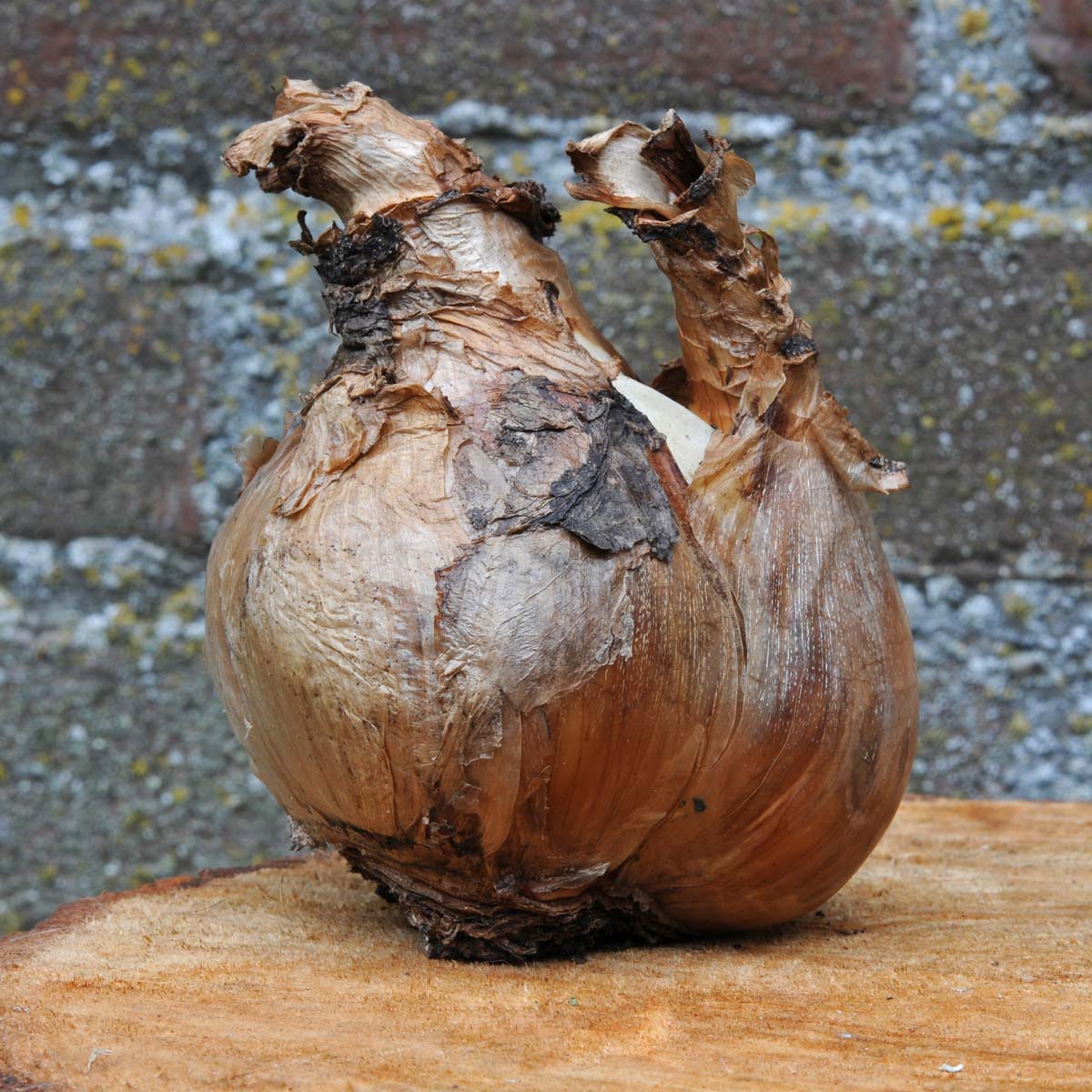 Bloembollen – Het ideale cadeau! - fluwelnl