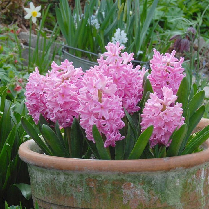 Bloembollen op pot - fluwelnl