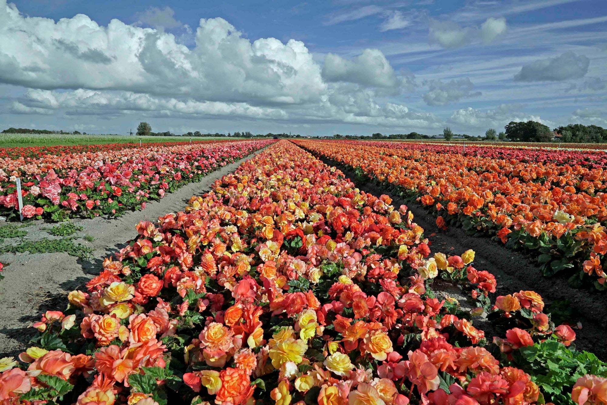 De Amerikaanse Begonia (ook wel Ameri-Hybrids genoemd)