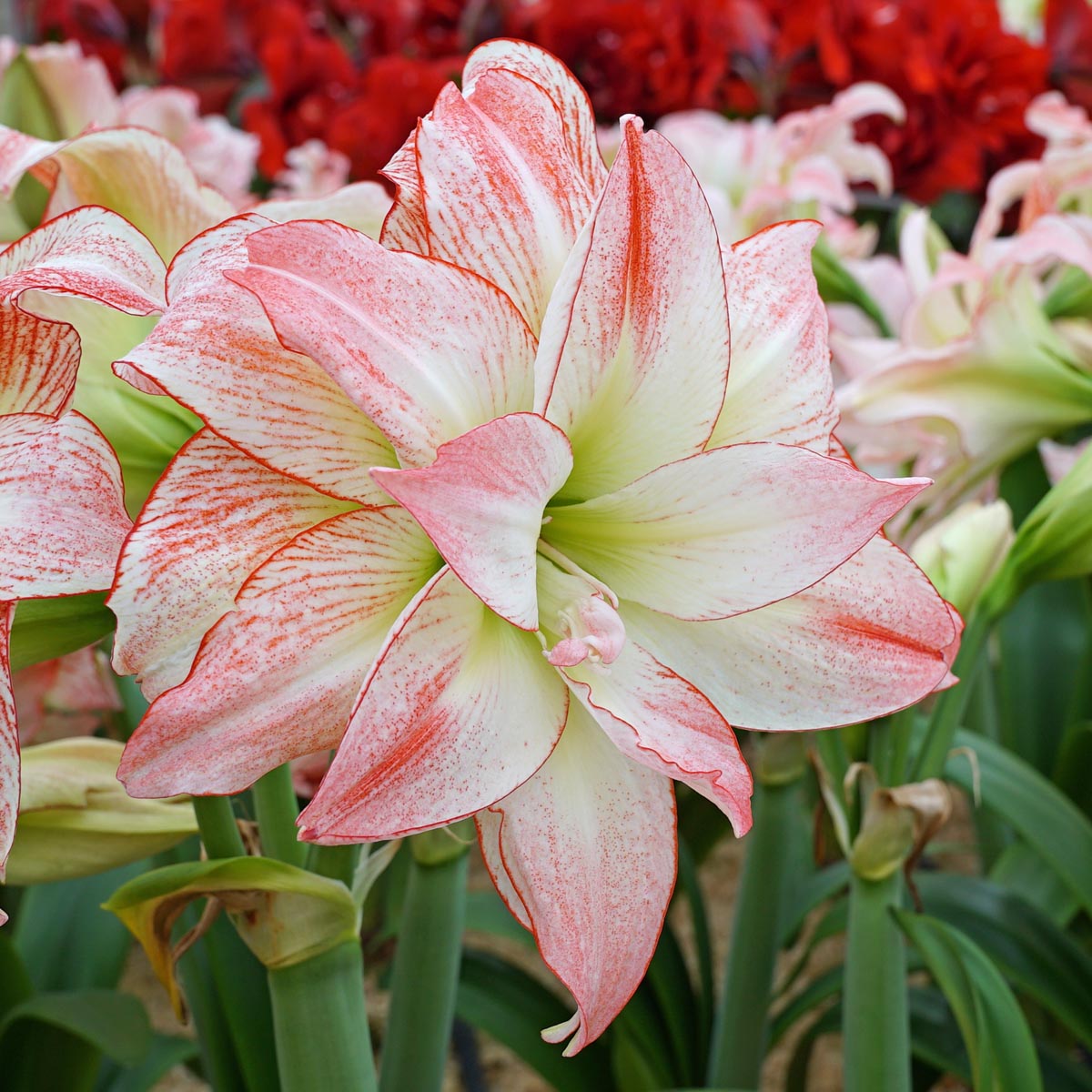 Amaryllis, a Supreme Romance