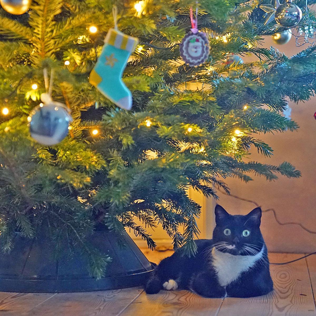 11 December