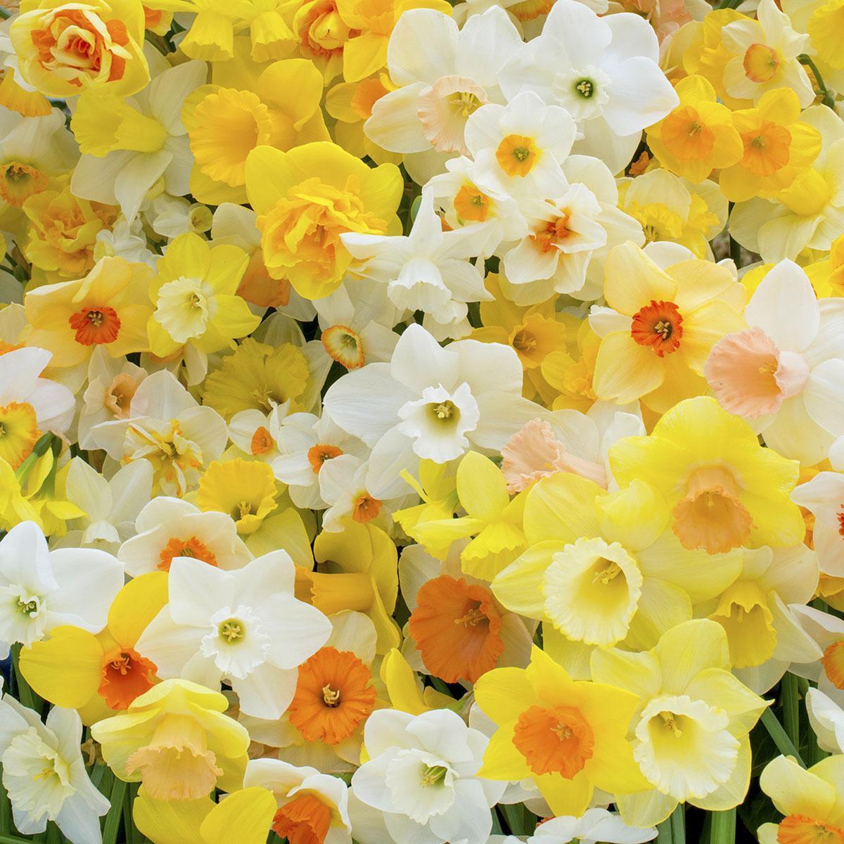 Narcissen in het voorjaar
