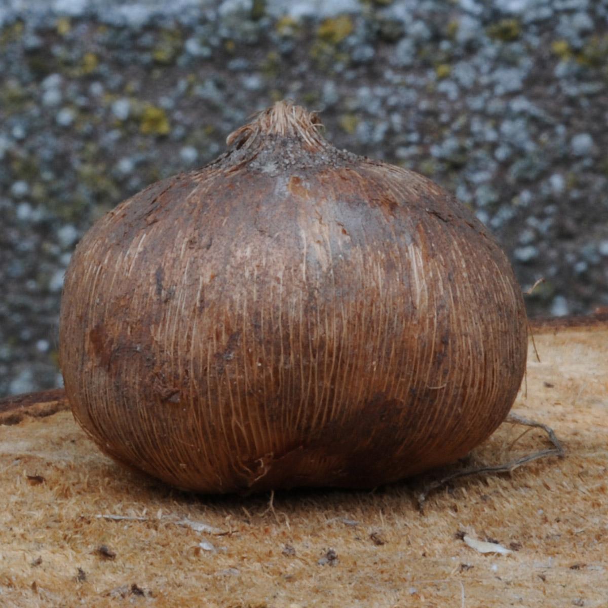 De Crocus - fluwelnl