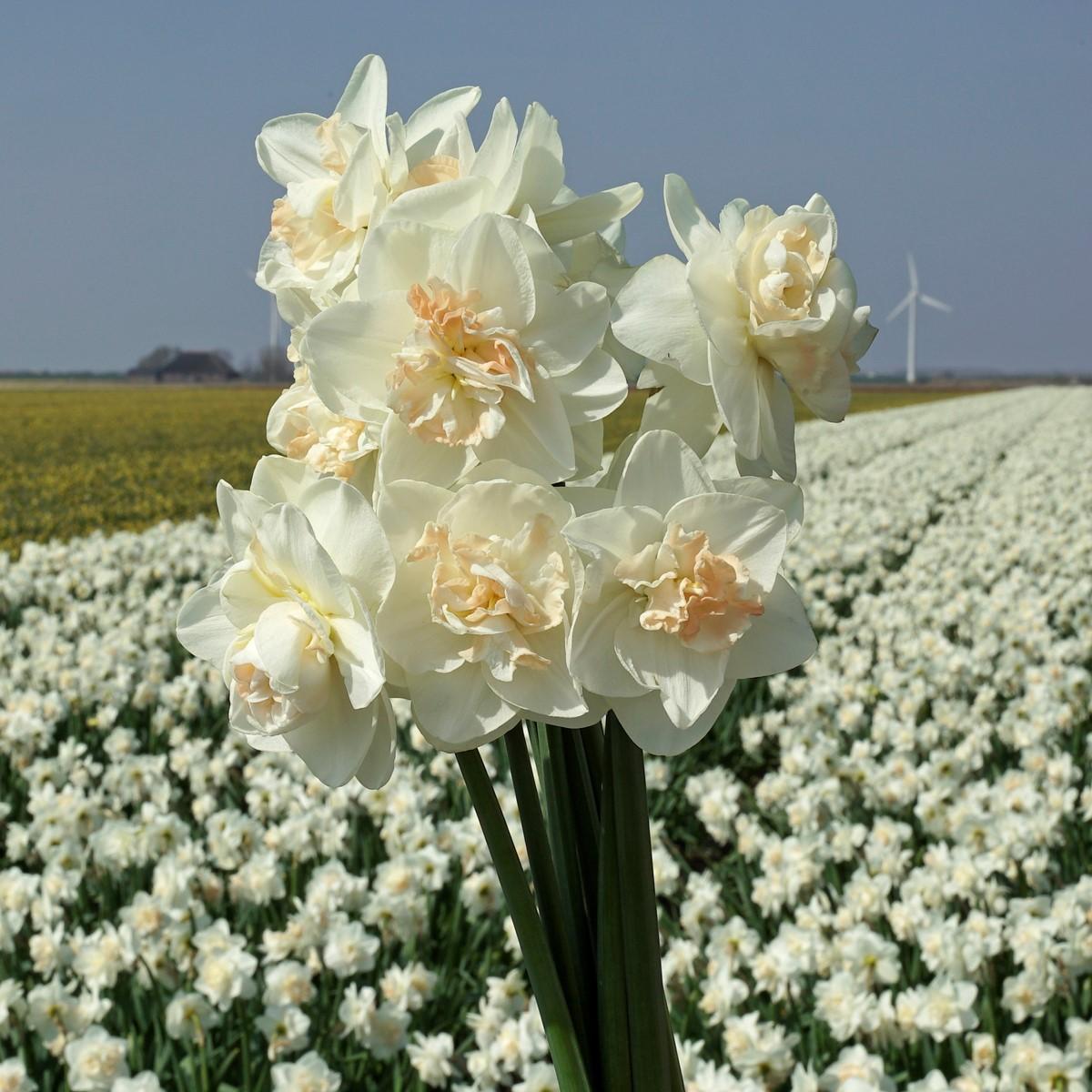 De Narcis maakt mij blij - fluwelnl
