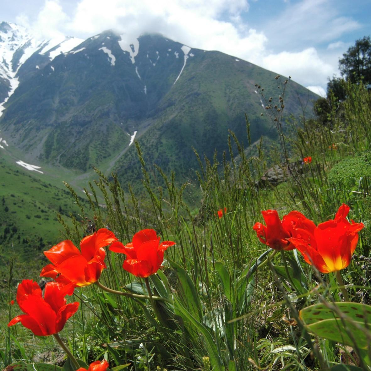 De Tulp als vaste plant - fluwelnl
