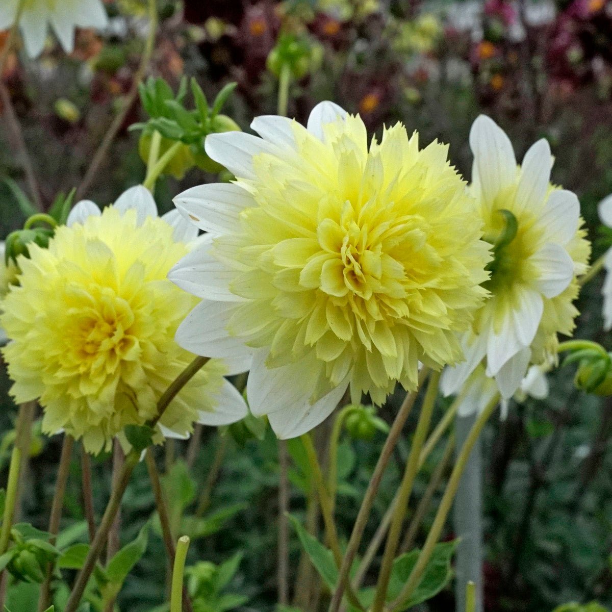 Deze week geen nieuwsbrief - fluwelnl