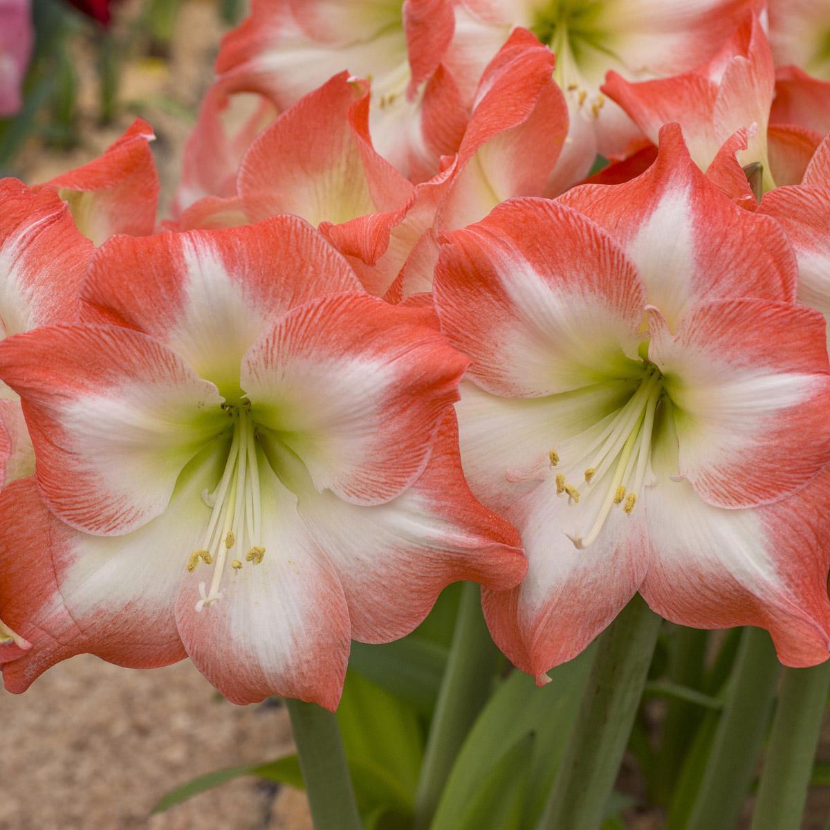 De Amaryllis bollen zijn weer beschikbaar!