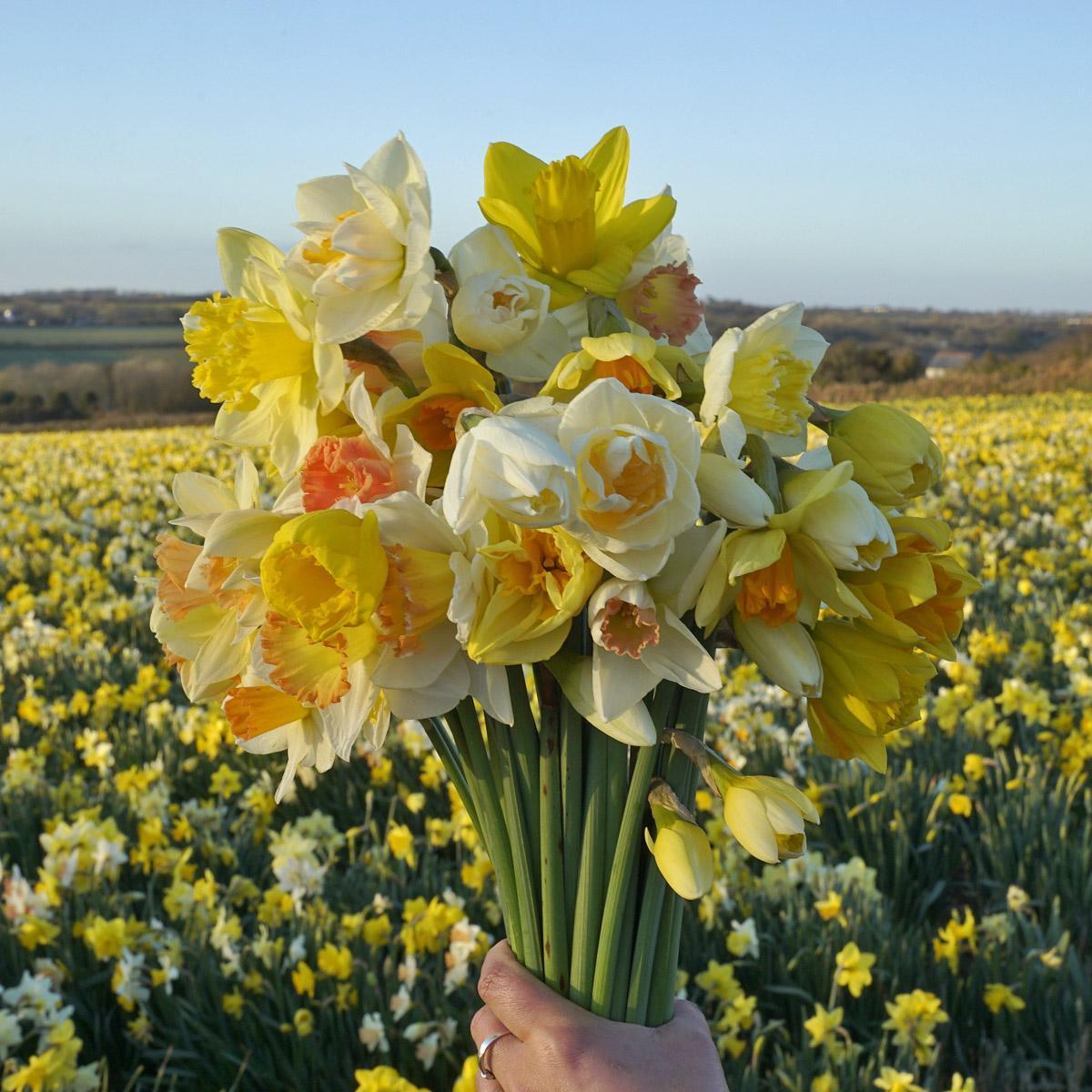 Een bosje Narcissen op tafel. - fluwelnl