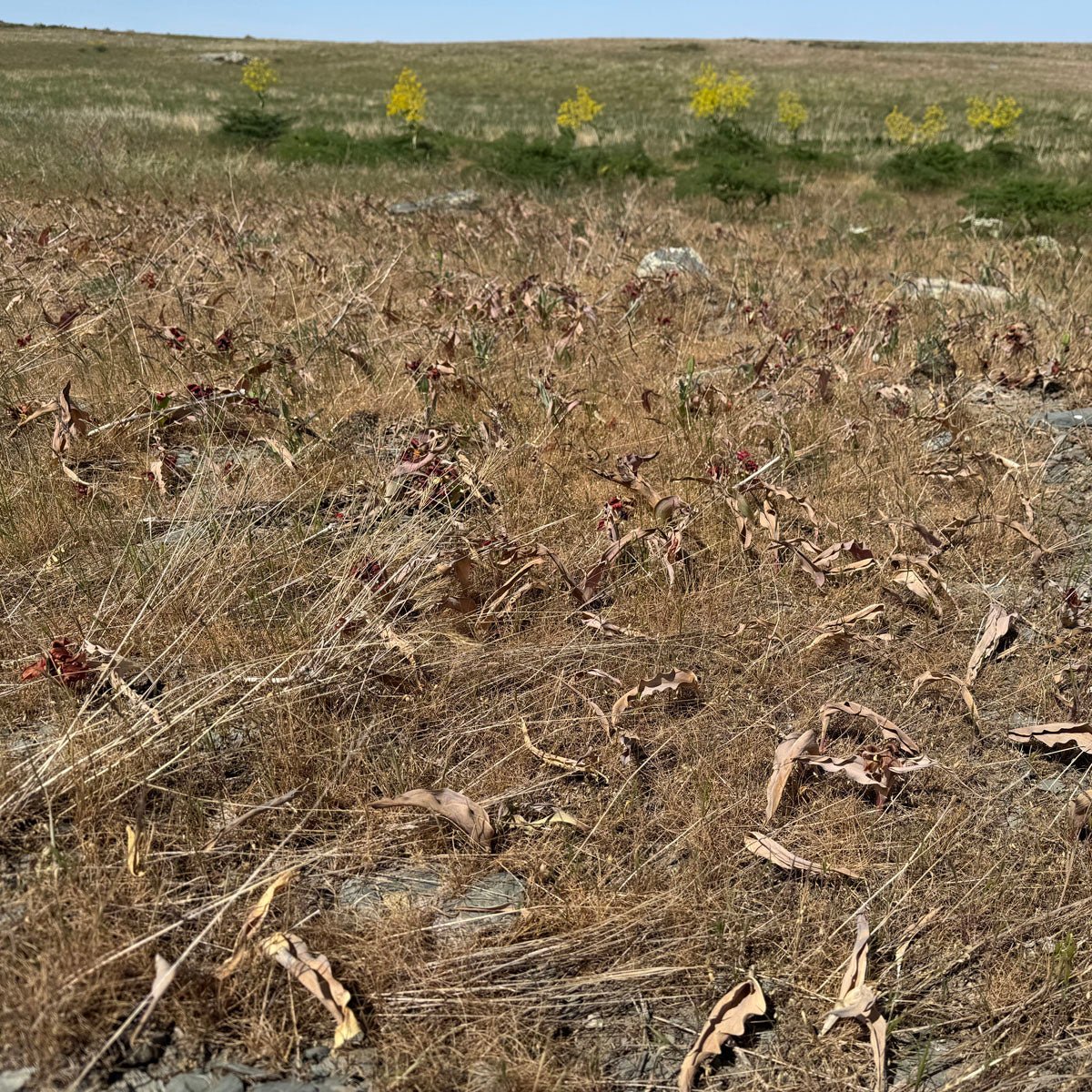 Een dikke week te laat - fluwelnl