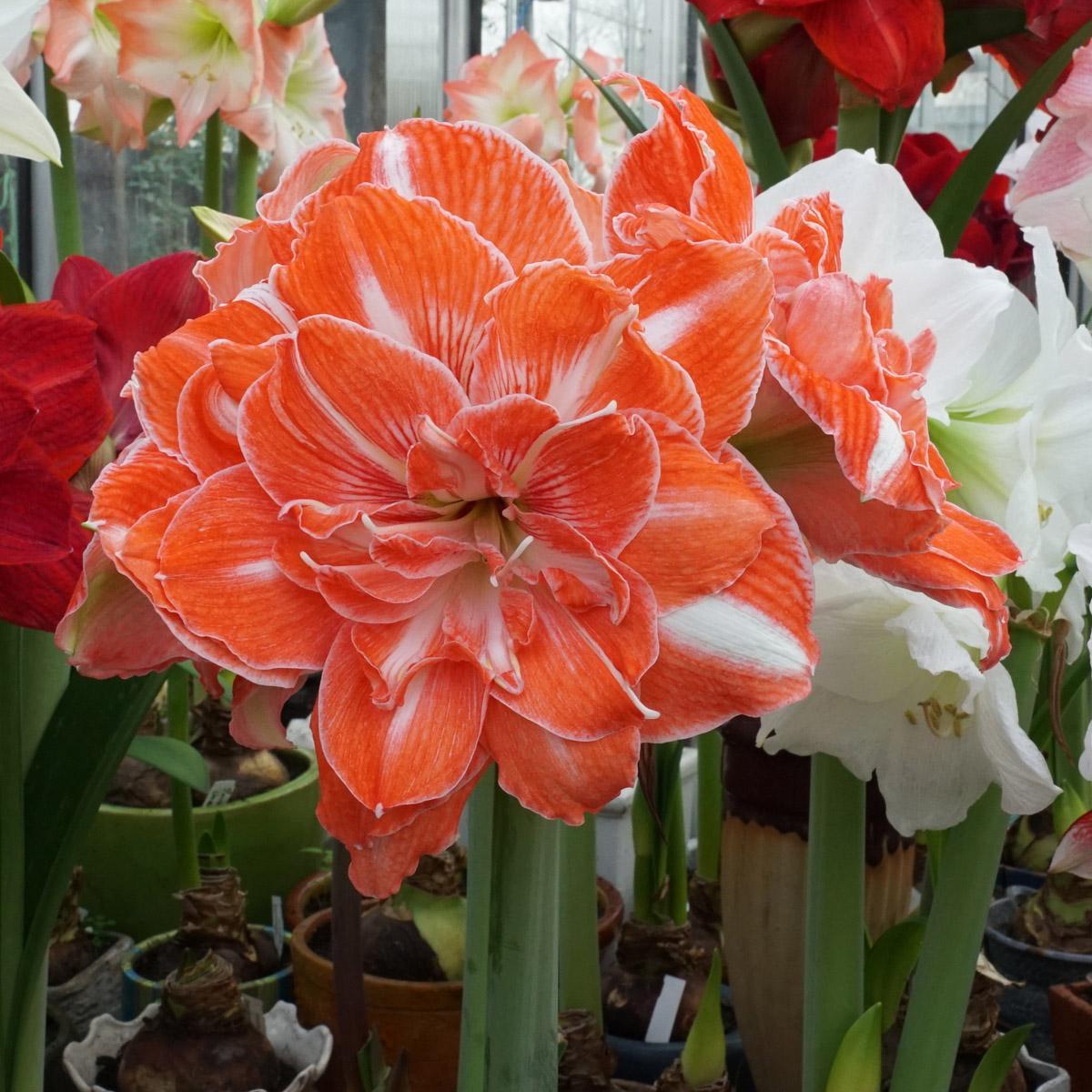 Een meter is 2 biertjes korter - fluwelnl