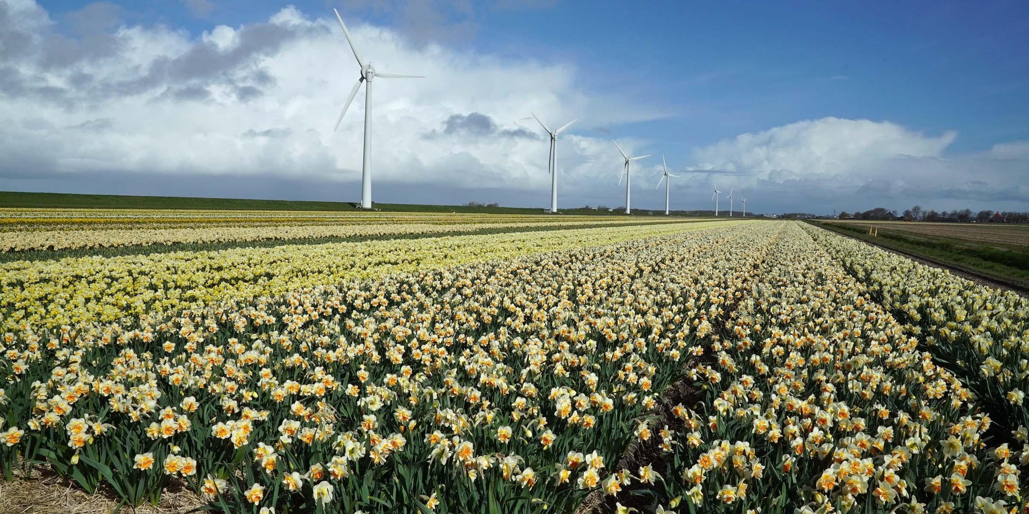De Narcis, de bloem van het Paasfeest.