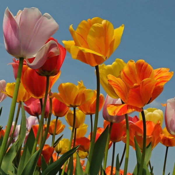 Goede tulpen voor de tuin - fluwelnl