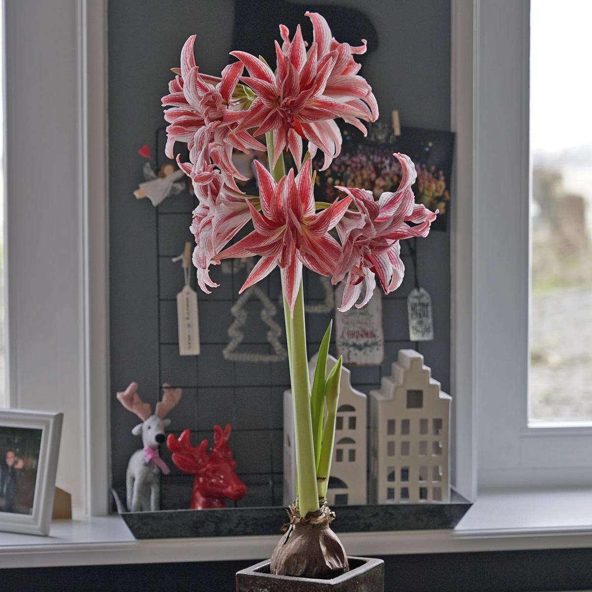 Ik ben blij dat mijn vent geen tuinder is! - fluwelnl