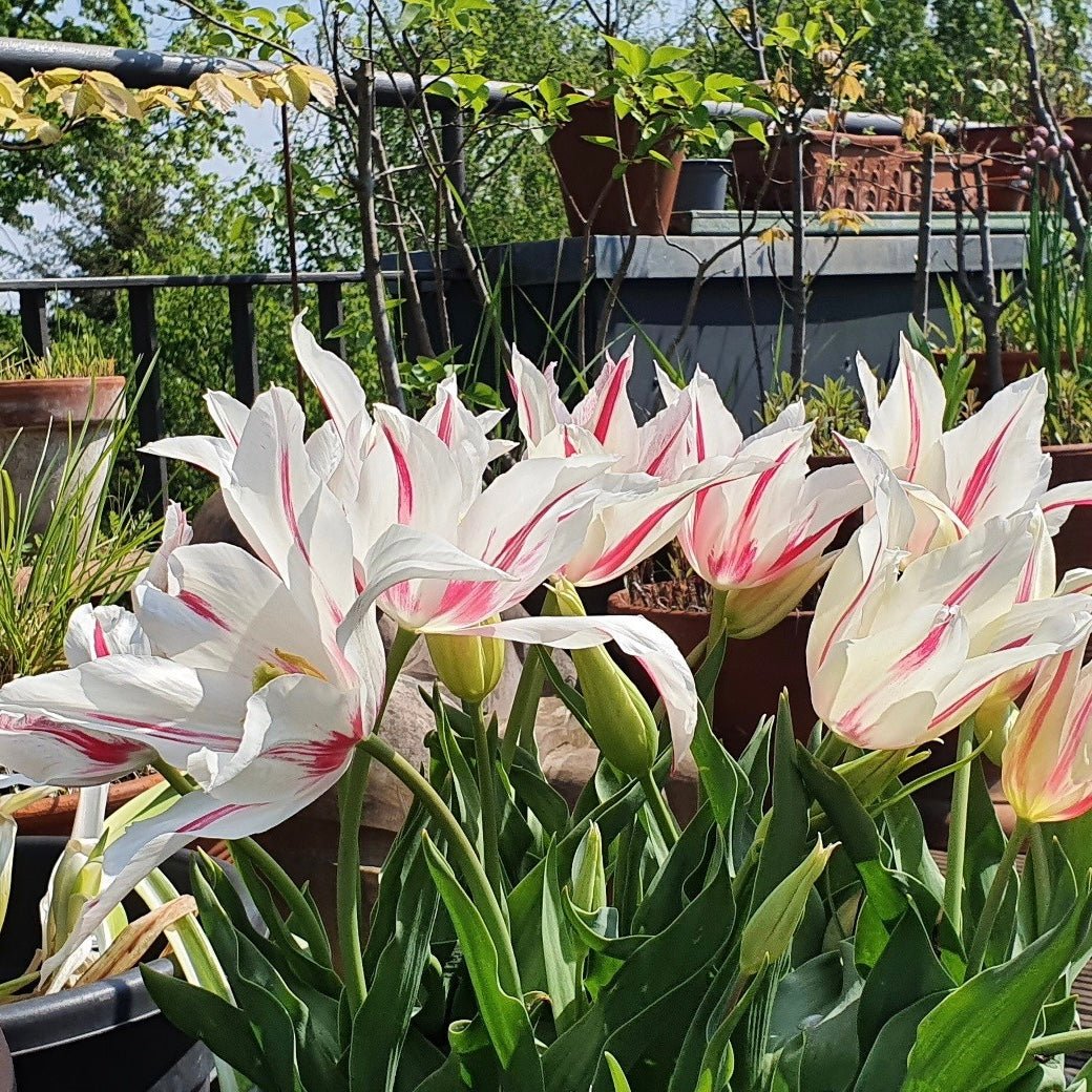 Klaar voor de start, af! - fluwelnl