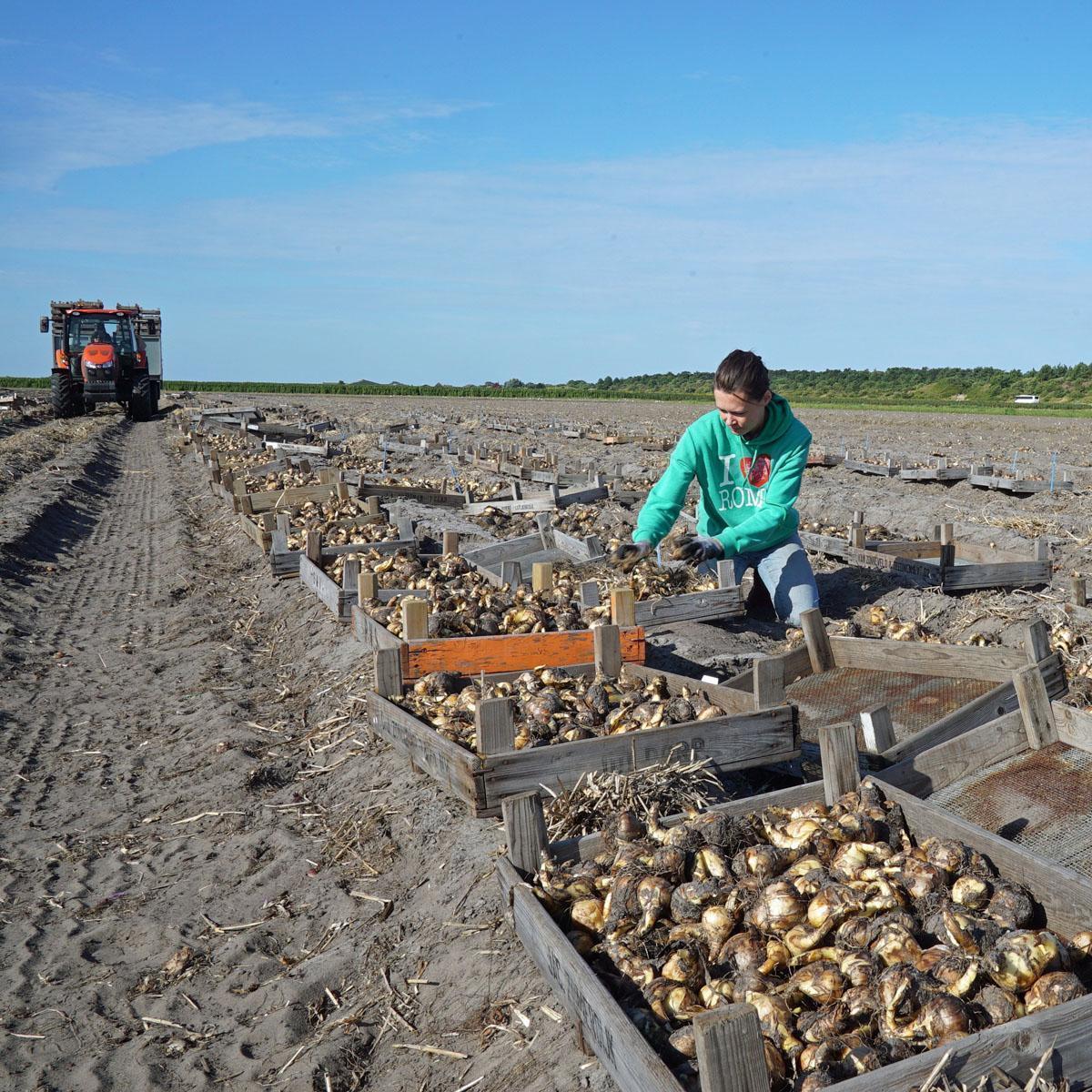 Klompen Uut - fluwelnl