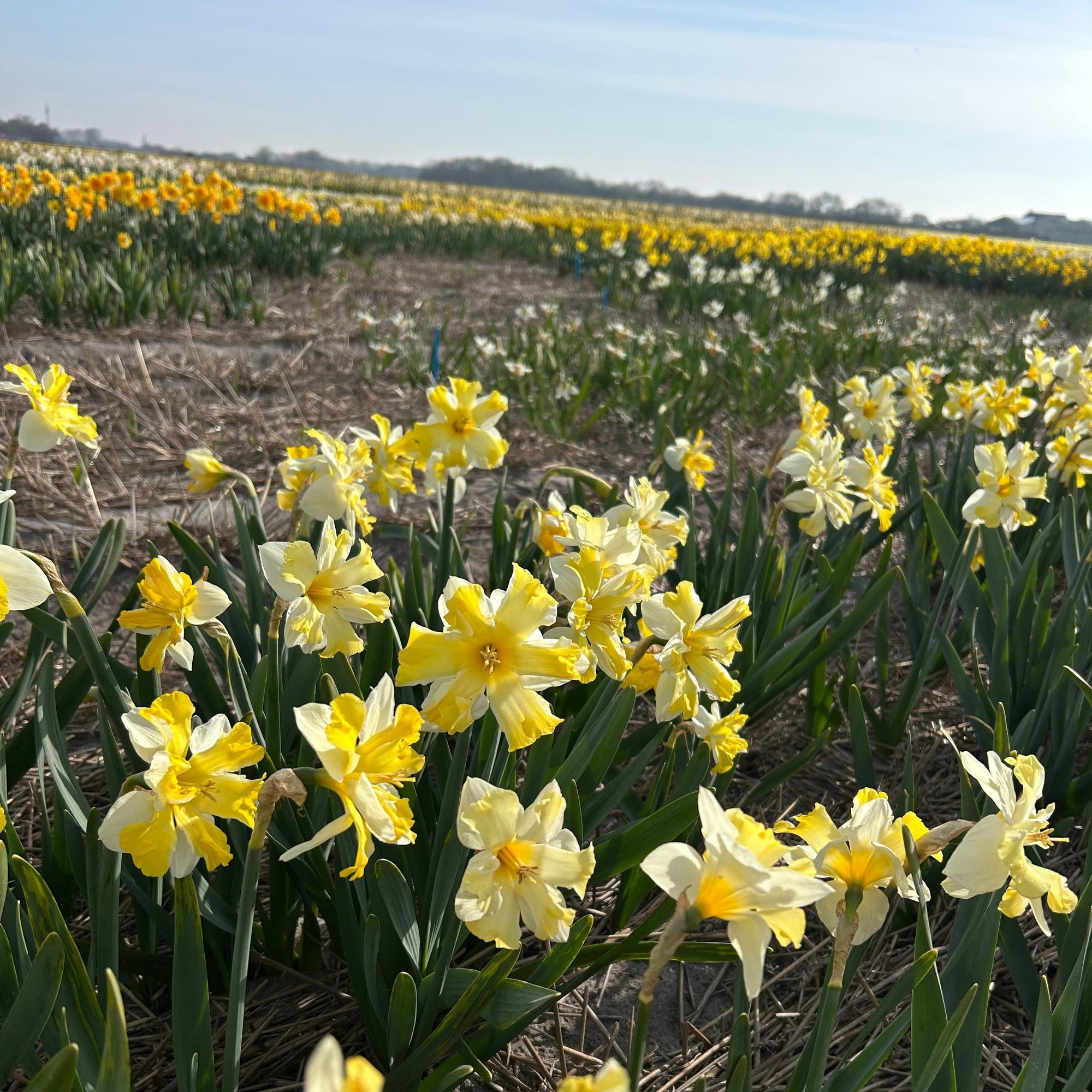 Lente - Fluwel