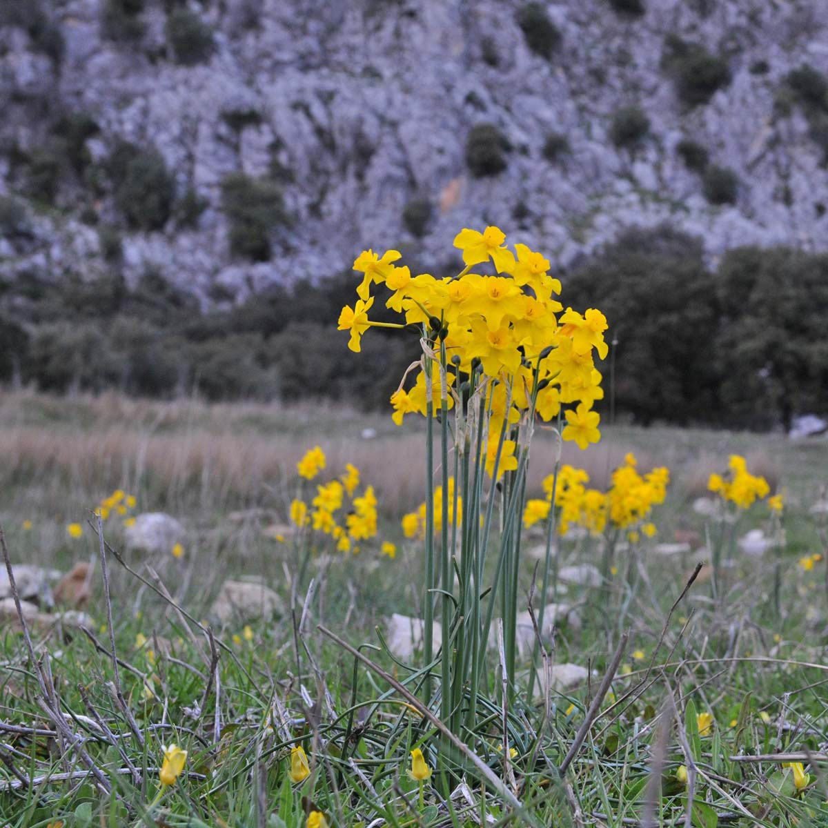 Olé, de Narcis is net zo Spaans als de tapas - fluwelnl