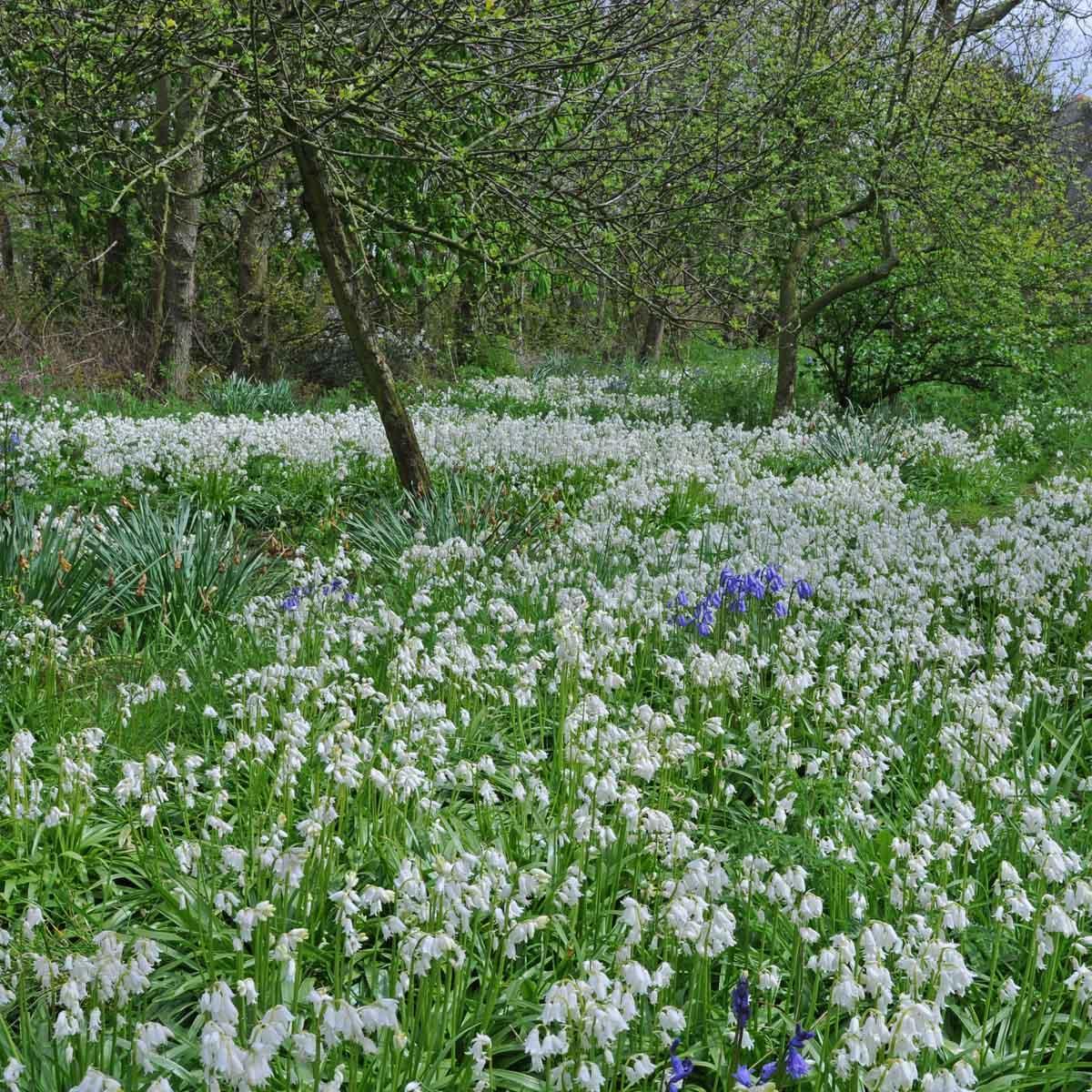 Top 5 meest betrouwbare bloembollen - fluwelnl