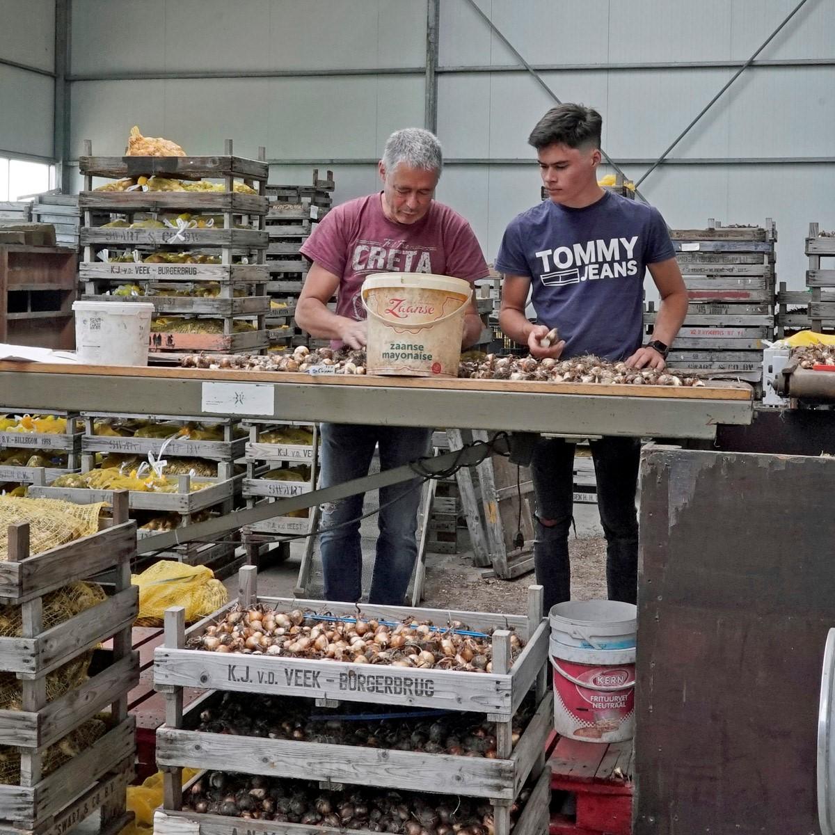 Uitzoeken en pellen van de narcissen - fluwelnl