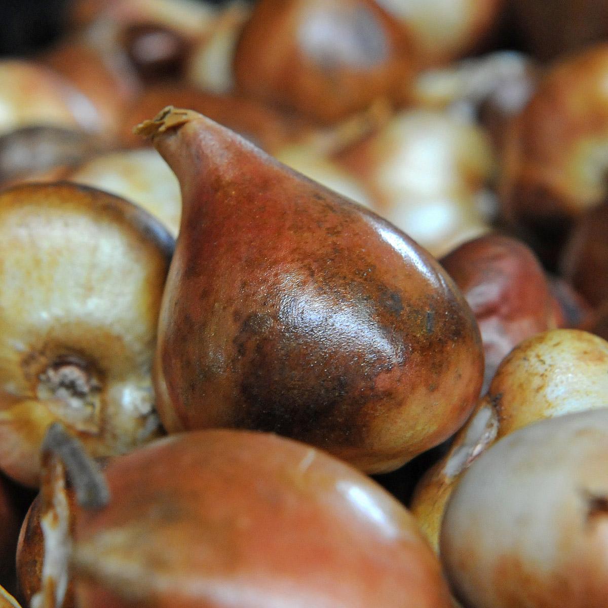 Zwangere Bloembollen - fluwelnl