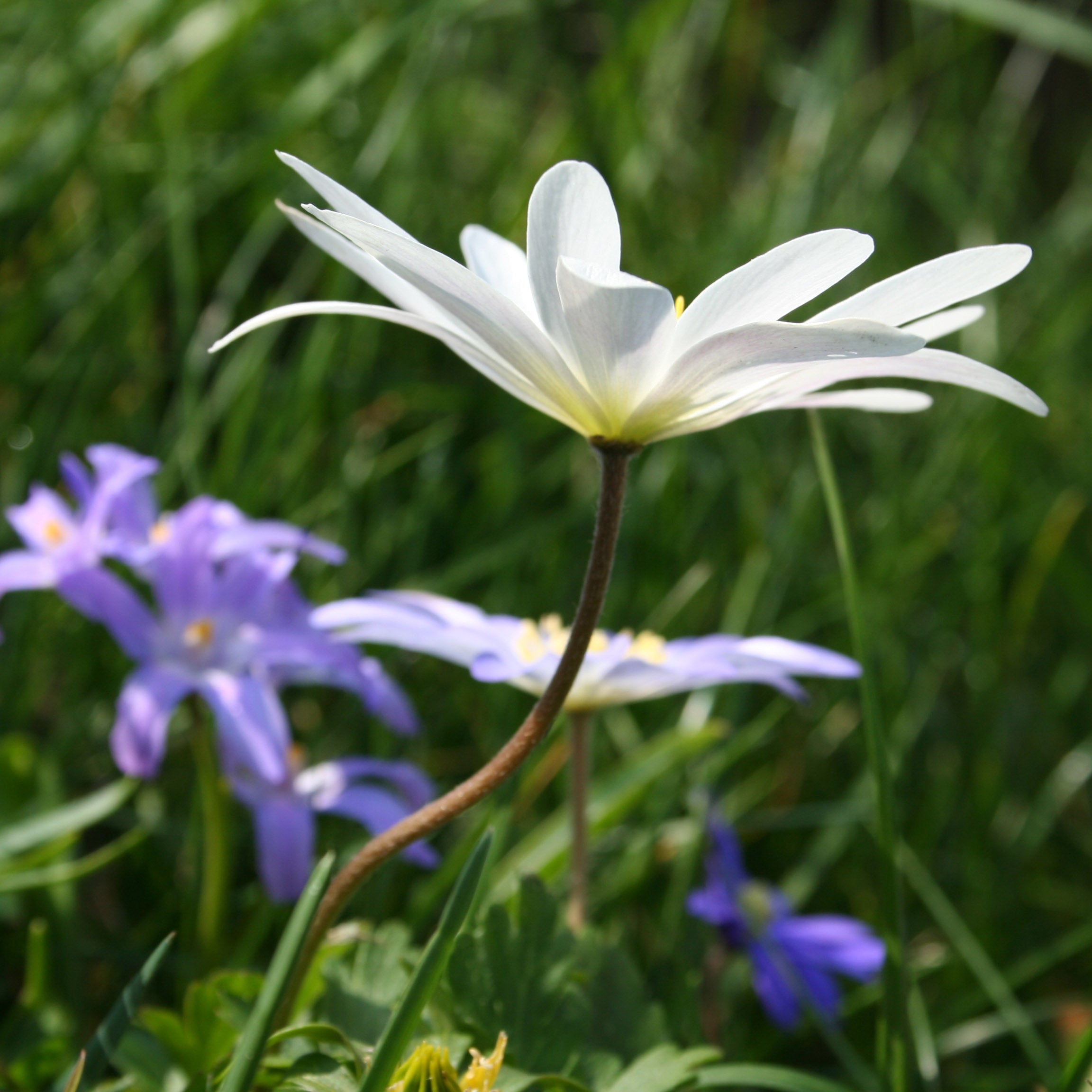 Anemone blanda - fluwelnl