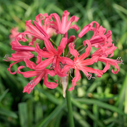 Nerine