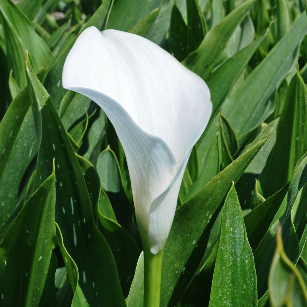 Zantedeschias - Fluwel