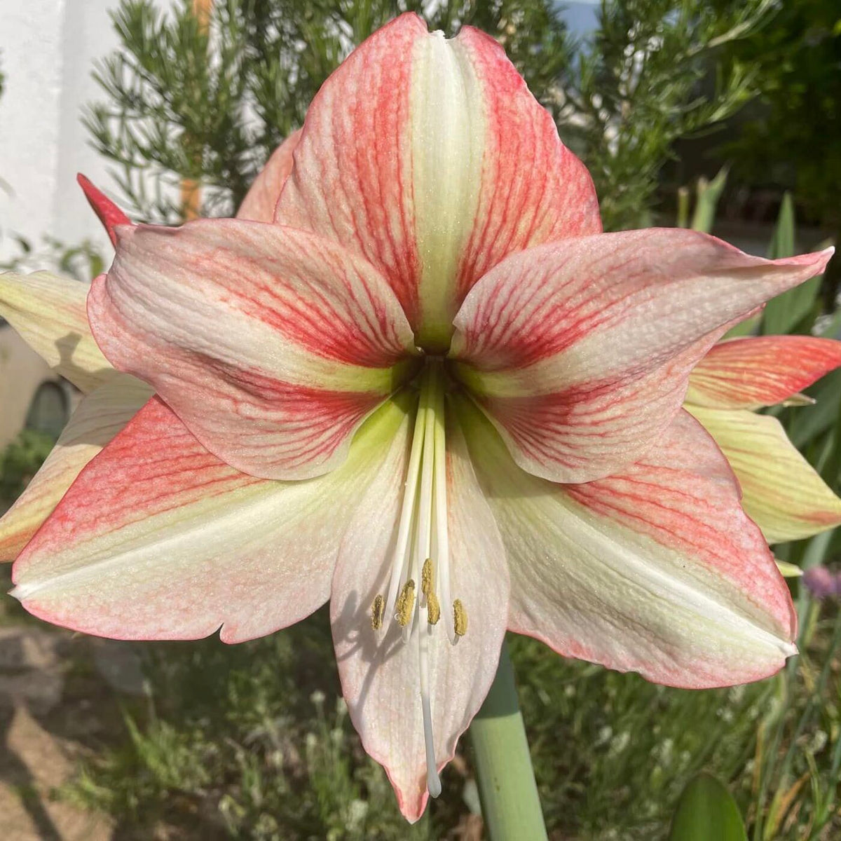 Amaryllis Amore - meerkleurige amaryllis - Fluwel