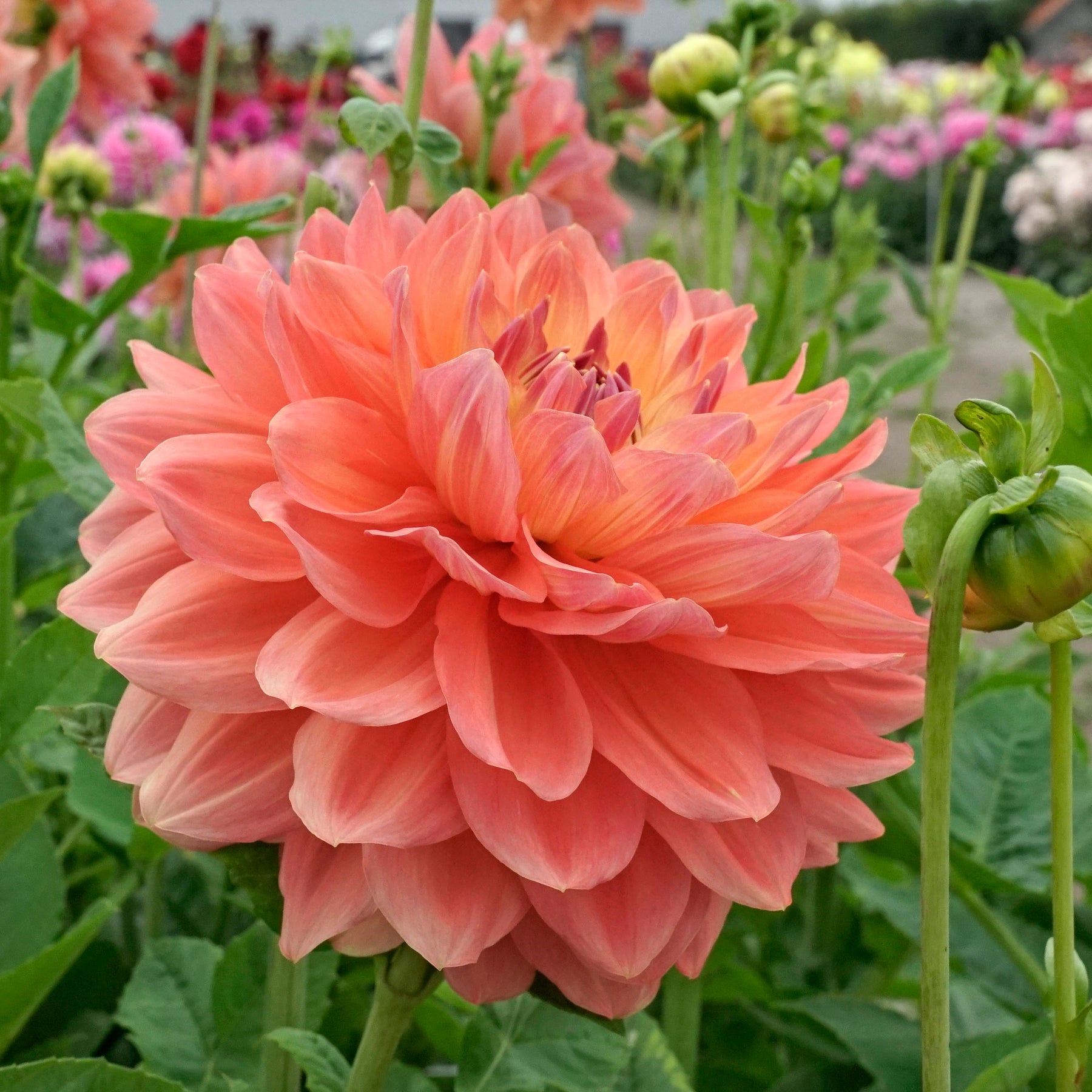 Dahlia Ace Summer Sunset